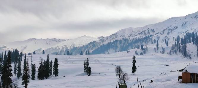 Saffron Fields Pampore